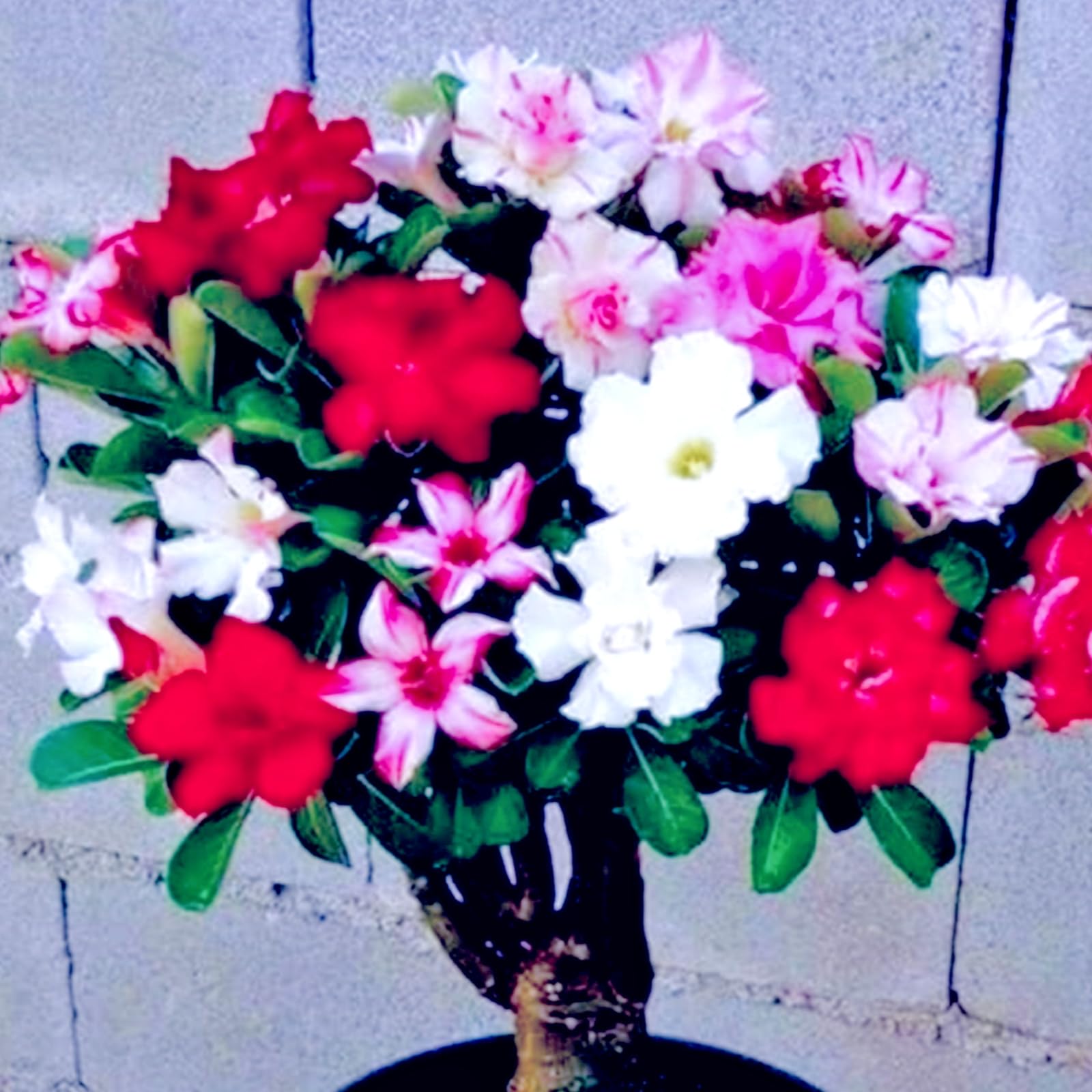 Desert Rose Bulbs,Easy to Plant, Perennial Desert Rose- Fragrant Flowers-Ready to Plant Garden Displays, Ornamental Flowers,-5Bulbs-E — image 1