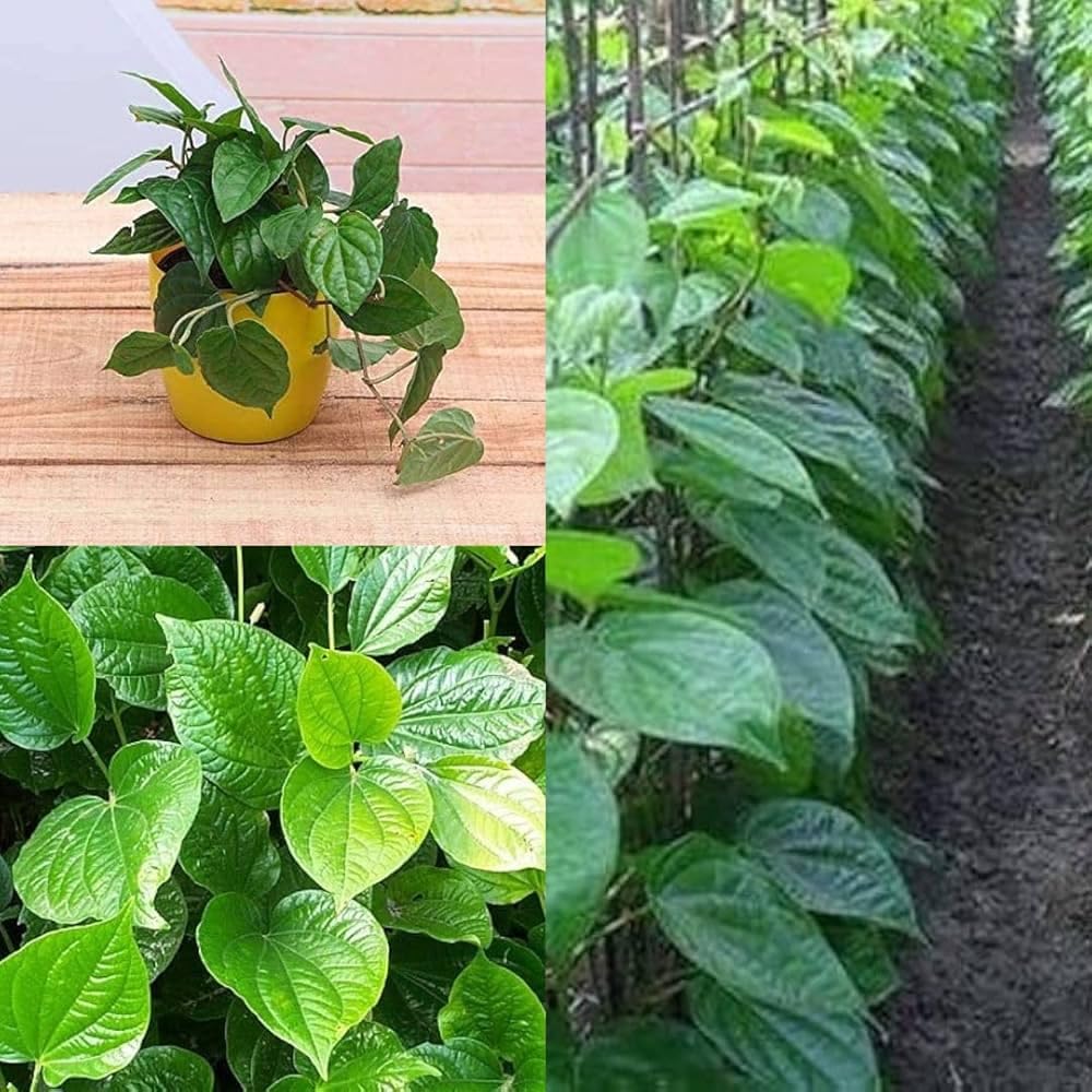 Betel Leaf Plant (Paan) - Pack of 2 -2