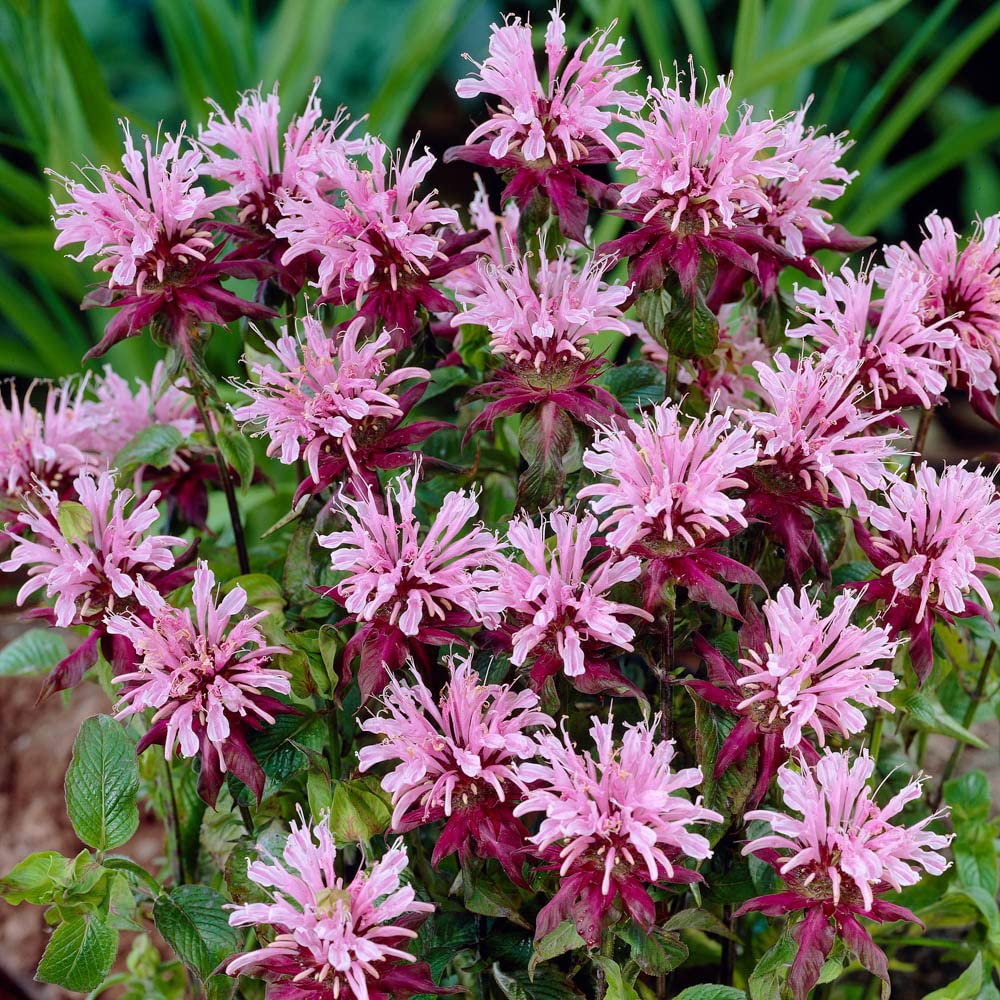 Yougarden Pink Monarda 'Beauty Of Cobham', 3 X 9Cm Pots, Hardy Perennials, Bergamot, Summer Border Colour