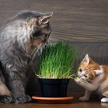 2 X Cat Grass Hordeum Vulgare -Living Plants In 12cm Pots