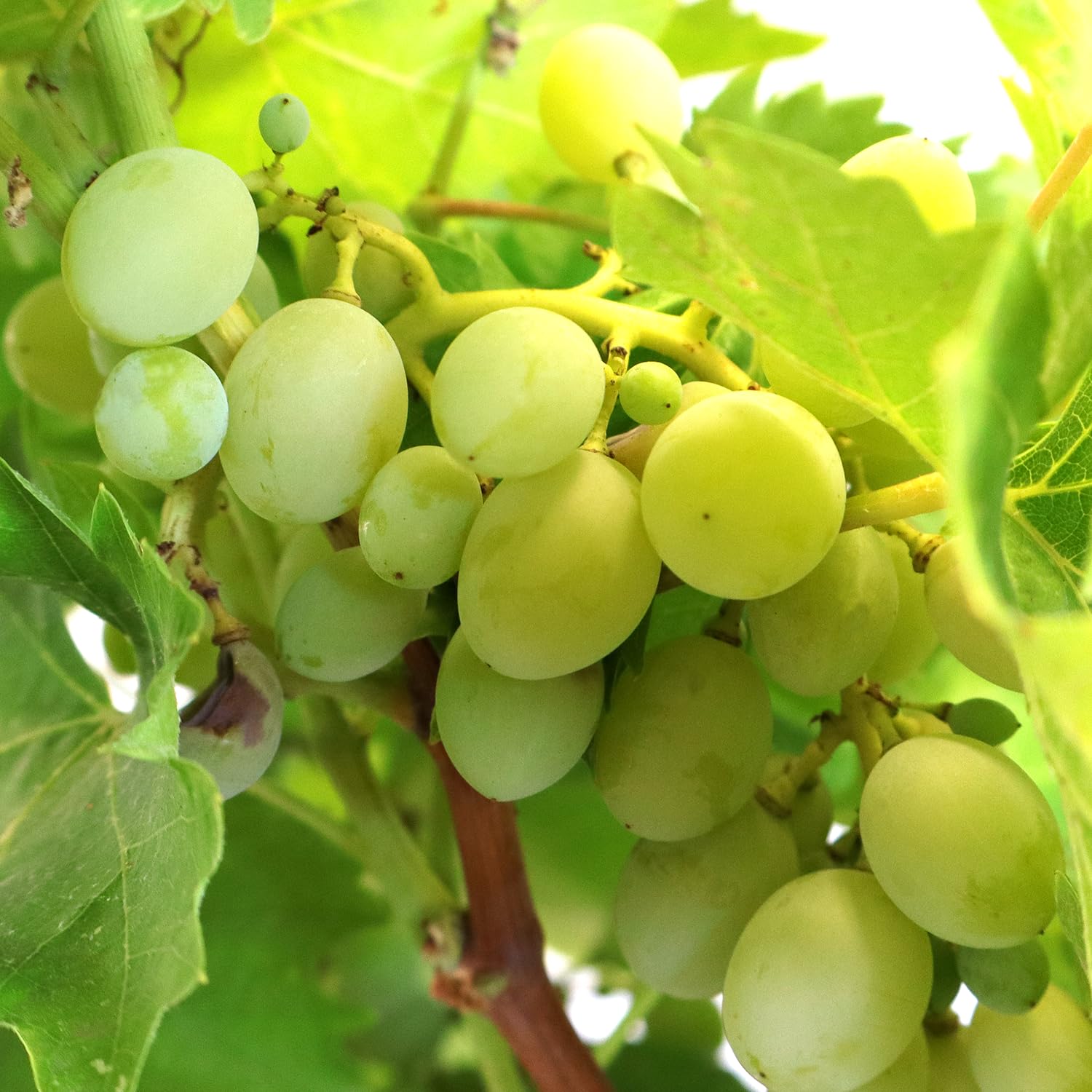 KENTIS - Bonsai di Vite - Vitis Vinifera Piante Vere fa Frutto da Esterno Ornamentali - Giardino Balcone Terrazzo - H 40/50 cm Vaso in Ceramica 22 cm