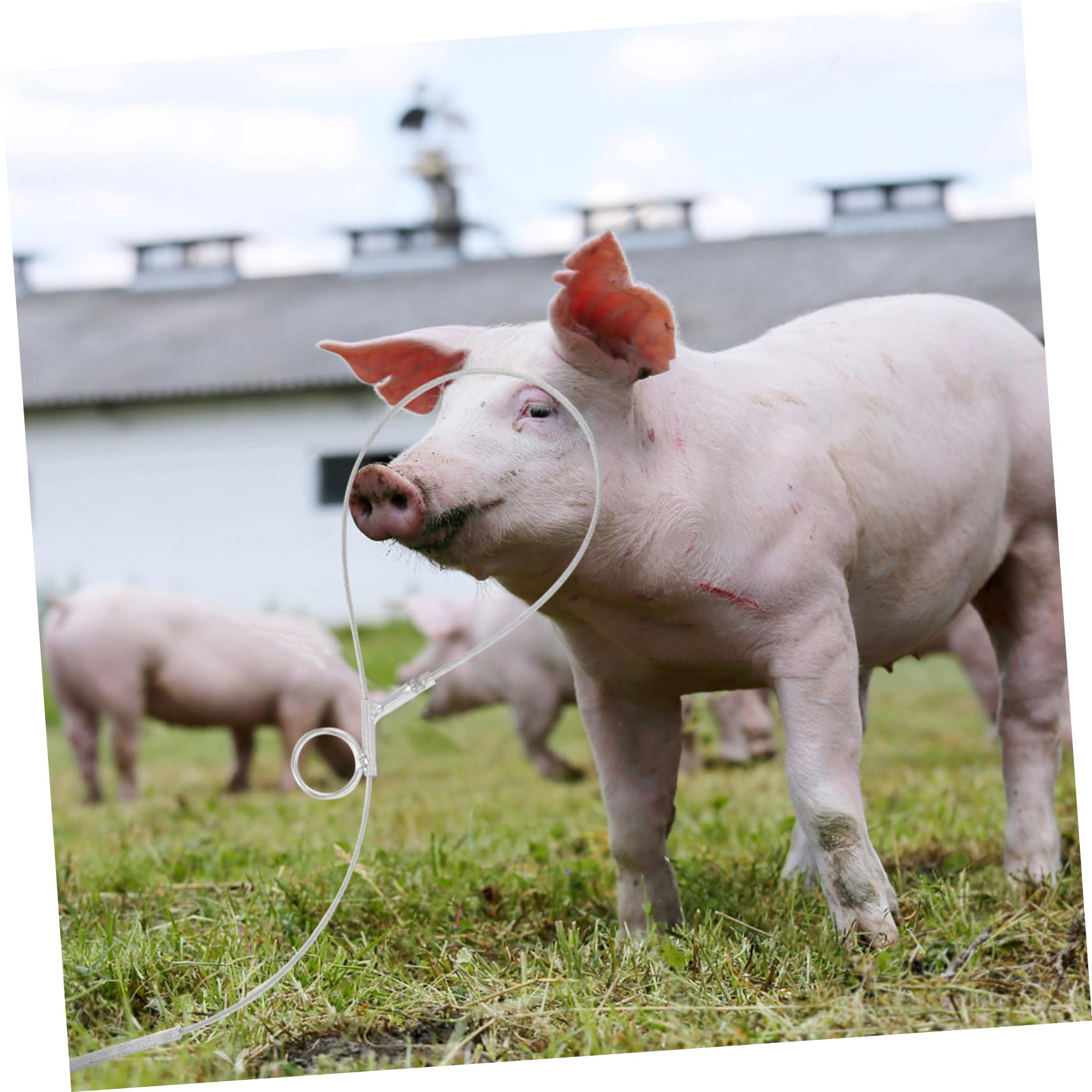 Amazon.co.jp: HAKIDZEL 農場アクセサリー 金属製豚捕獲器