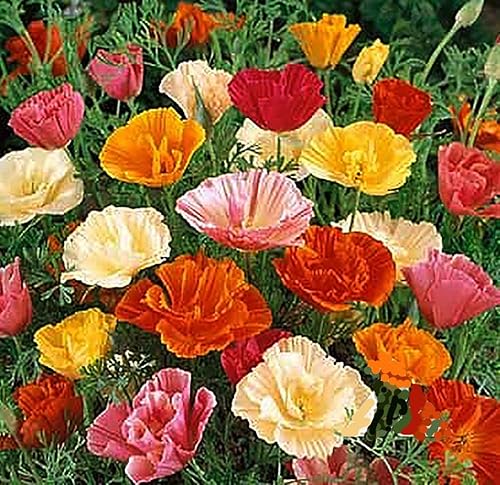 Miniatura 2 de 3000 semillas de amapola mixtas de California, 0.3 onzas, sin OMG y semillas neonicotinoides