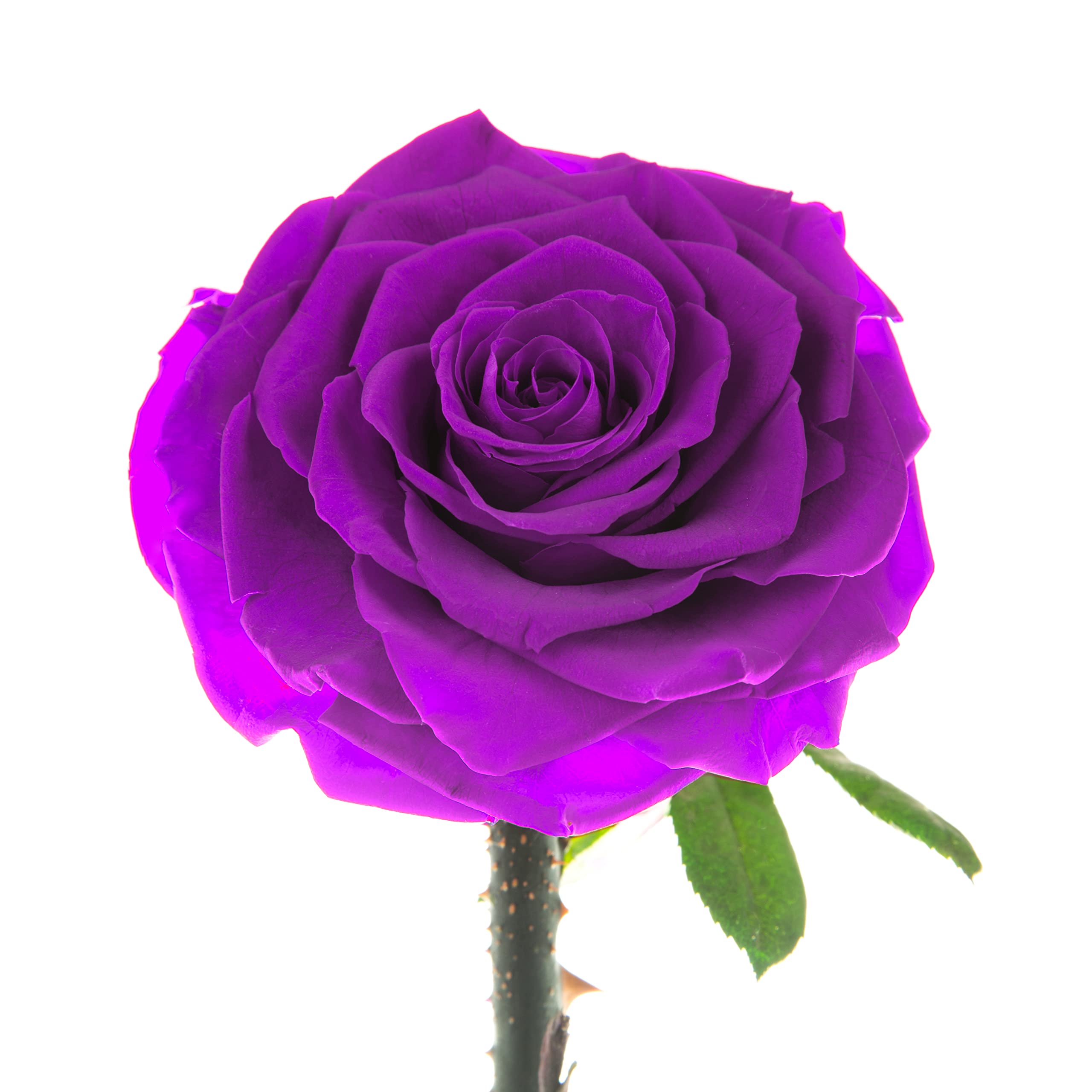 Eternal Enchanted Forever Preserved Rose - Infinity Rose in Glass Dome - Made from Real Fresh Beauty Rose - Romantic Gifts for Female - Valentines Day - Gift for Mom (Purple, 9 inch)