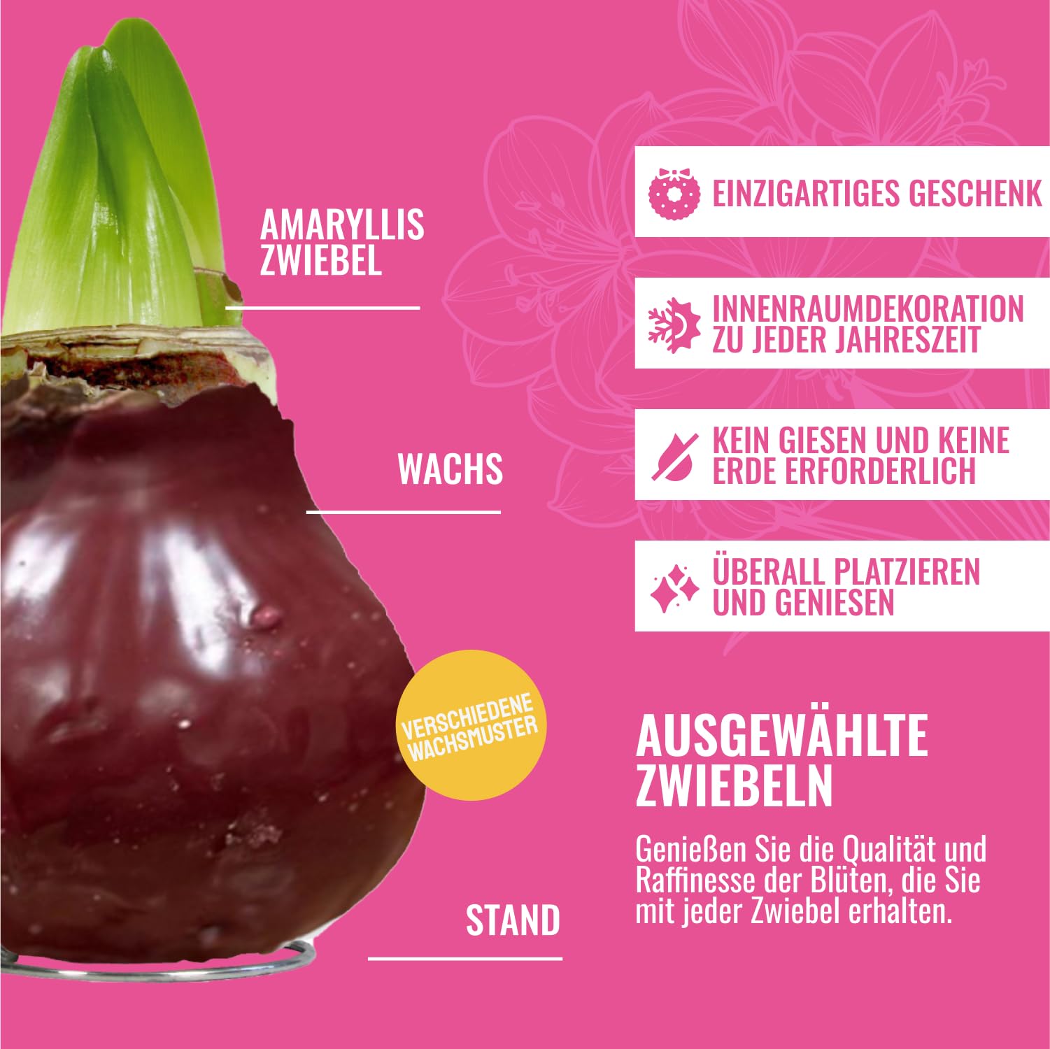 Cera Amaryllis cipolle rosso scuro – Ceramaryllis 28/30 grande formato | 2 pezzi | cerato/cera | senza versare | Esclusive piante da appartamento olandese – Hippeastrum (senza vetro, vaso e