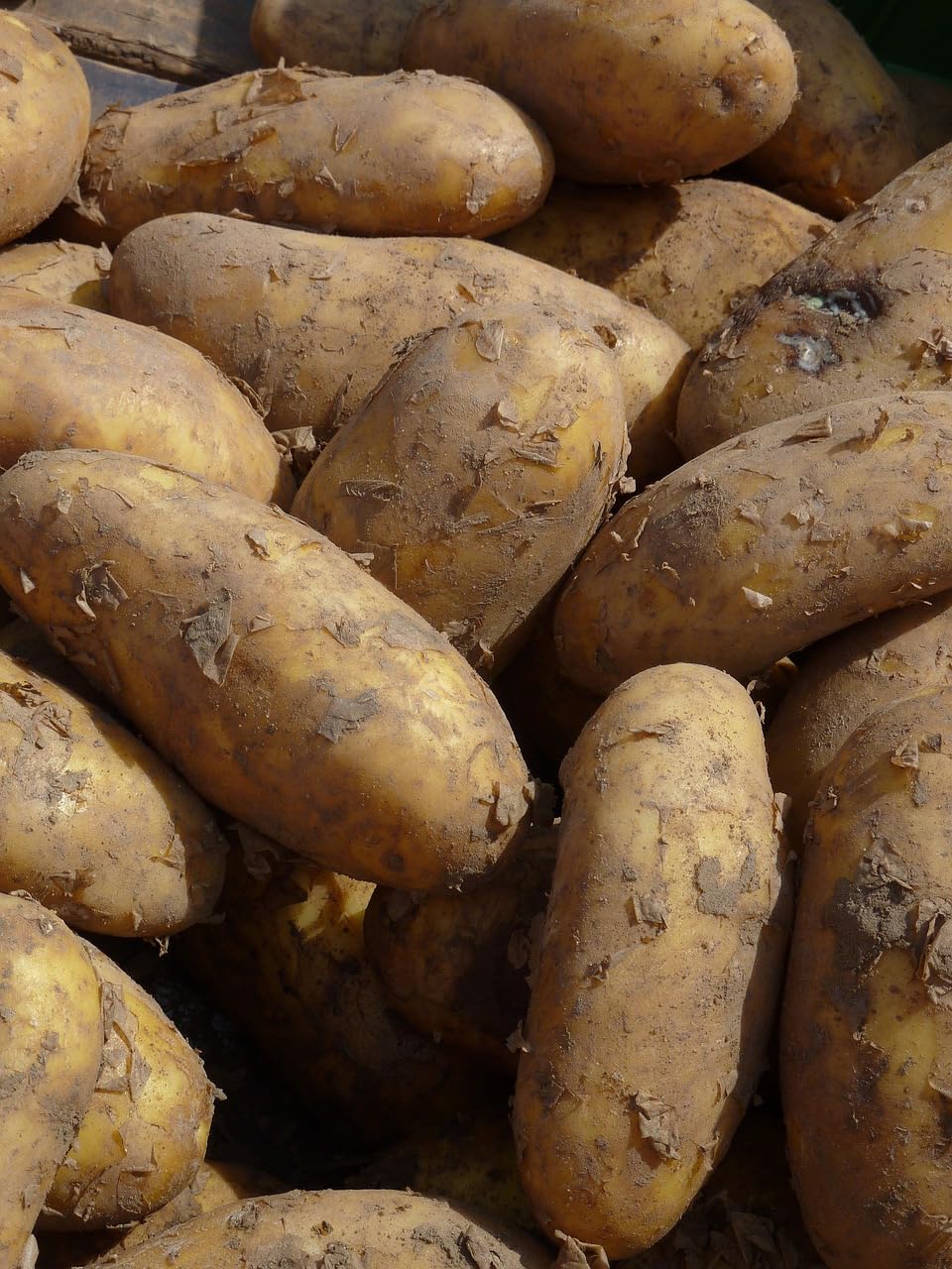 Kartoffeln Speisekartoffeln Annabelle 1-25 KG frische Ernte 2025 festkochend Salatkartoffel zum Grillen für Kartoffelsalat, Pellkartoffeln, Bratkartoffeln, Pommes Frites, Butterkartoffeln (10)