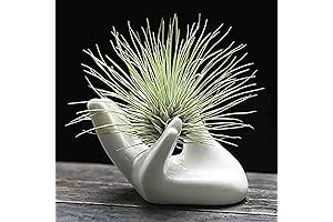 Dahey Air Plant Holder: A Captivating Hand-Shaped Haven for Air Plants