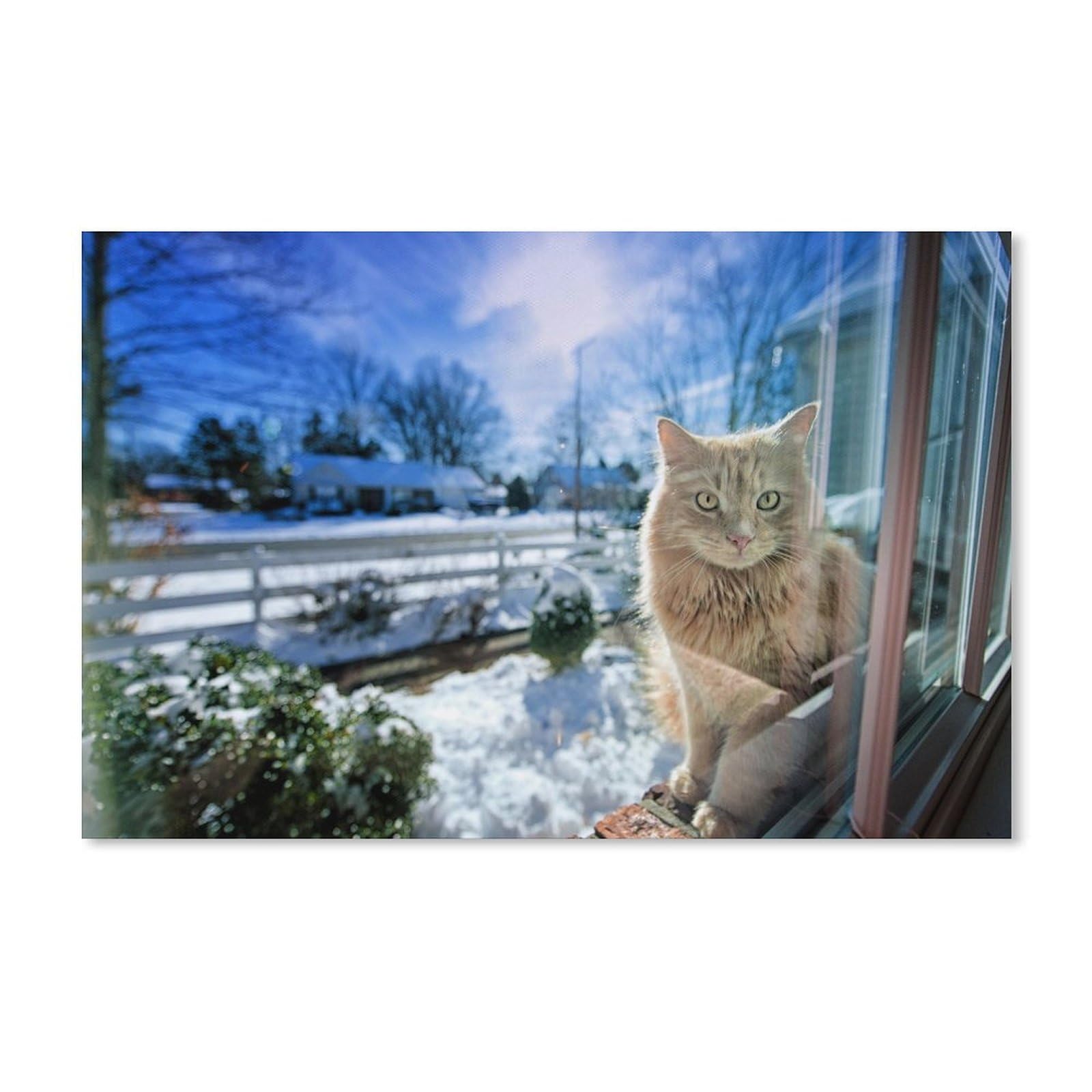 PGCKSK Cat in The Window，Diamond Painting Kits for Adults Kids, Diamond Art Kits for Adults Beginner Diamond Painting, Crystal Rhinestone Supplies Art Craft for Home Wall Decor Gifts（50x60cm）-122