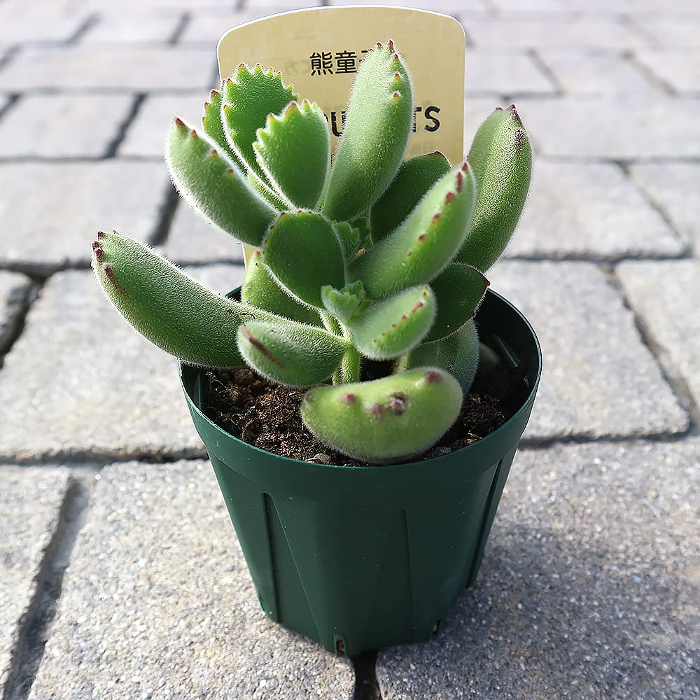 多肉植物　コチレドン　熊童子　ハートマーク入り 多肉植物コチレドン熊童子ハートマーク入り
