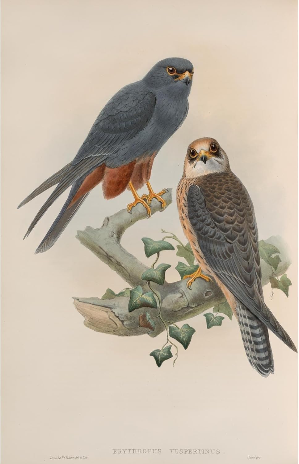 ArtDirect Erythropus vespertinus. Orange-legged Hobby. (1862-1873) Unframed Art Print Giclee Poster by John Gould - Ready for Framing with Customization Sizes 6x10, 9x14, 13x20, 23x36, 31x48 and 39x60 inches