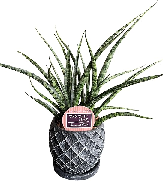 Amazon マイナスイオン効果があるといわれている観葉植物 空気清浄樹 ミニサンスベリア希少品種 ファンウッド パンク 黒陶器メッシュ鉢 1個 サンセベリア ファーンウッド 健康 幸せへの願い 空気清浄樹 マイナスイオン 虎の尾 新婚祝い 結婚記念日 誕生日 敬老の日
