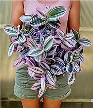 POWERS TO FLOWERS - TRADESCANTIA NANOUK XL Vase 16 cm diameter, real plant