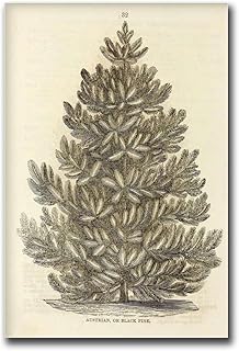 GHTYER Canvas Poster Wall Art Prints Austrian Or Black Pine Art Print Poster Painting Museum Quality Art Home Wall Decor Living Room and Bedroom Decorative Wall Decoration 12x18inch without Frame