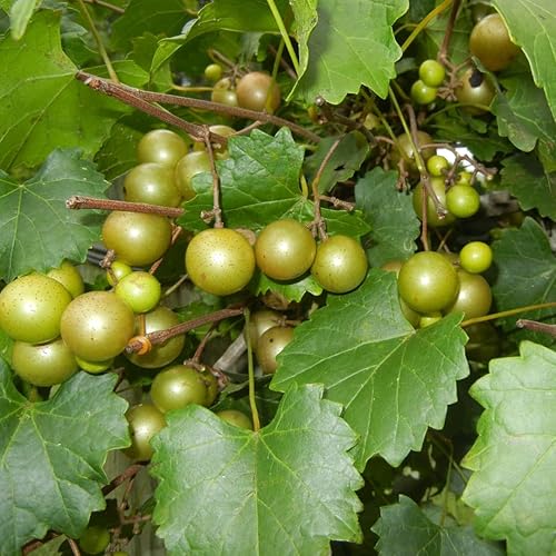 Miniatura 3 de Planta de vid de uvas muscadine blancas, de 1 a 2 años de edad, vides de uva muscadine para plantar, plantas de muscadine blancas vivas, bien