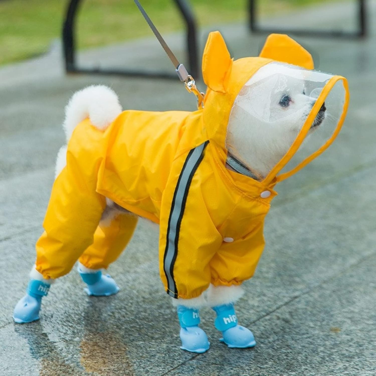 pomeranian raincoat