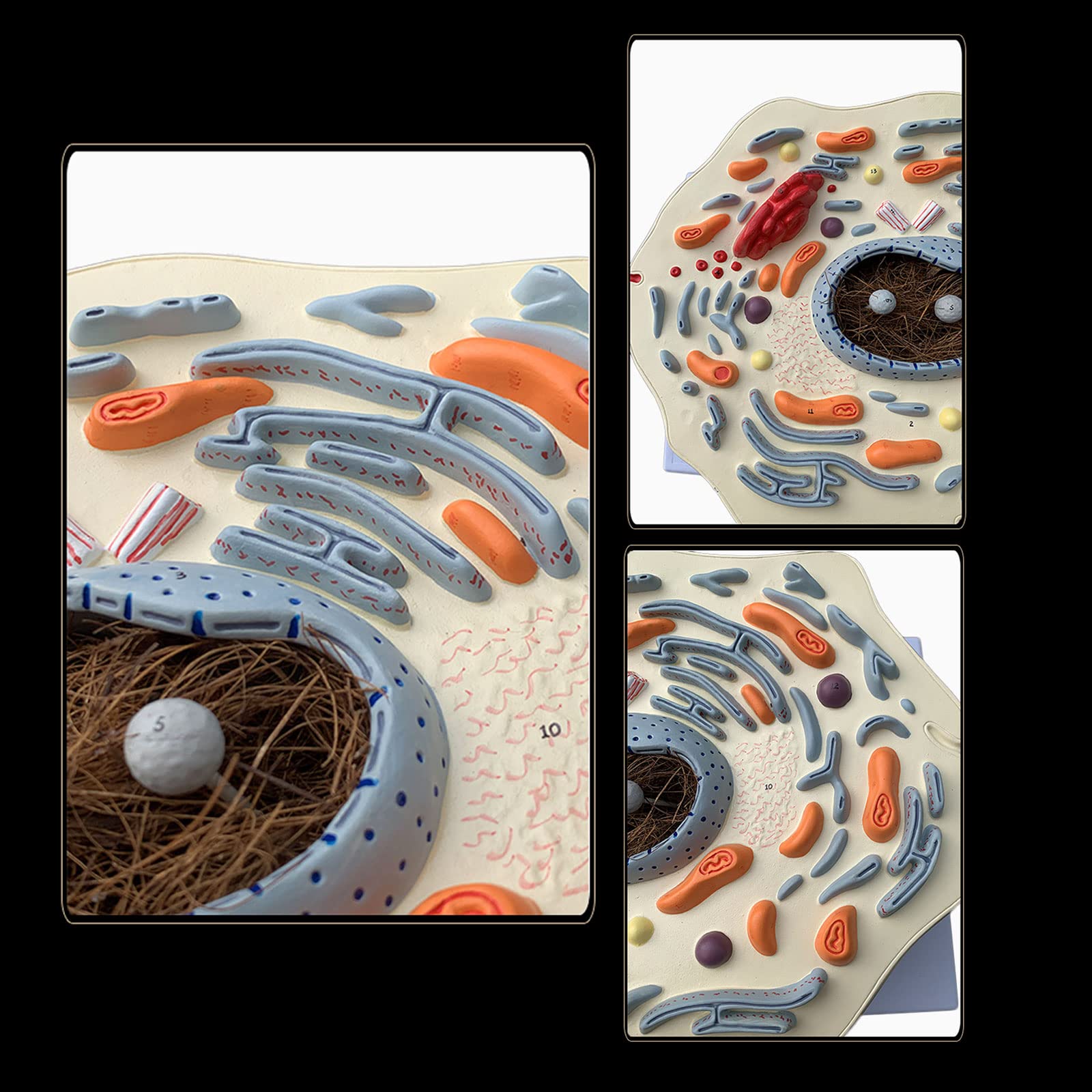 Anatomía Humana Científica - Modello di Cassaforte Sottile Animale Struttura delle Cellule Animali Microscopicamente Golgi Organismo Mitocondriale Kit di Scienza Forniture di Laboratorio