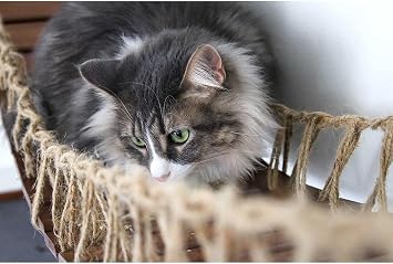 Catastrophic Creations Cat Bridge with Landings English Chestnut, Onyx or Natural Bamboo Cat Wall Bridge Cat Wall Furniture Set 50 Inch Cat Climbing Shelves
