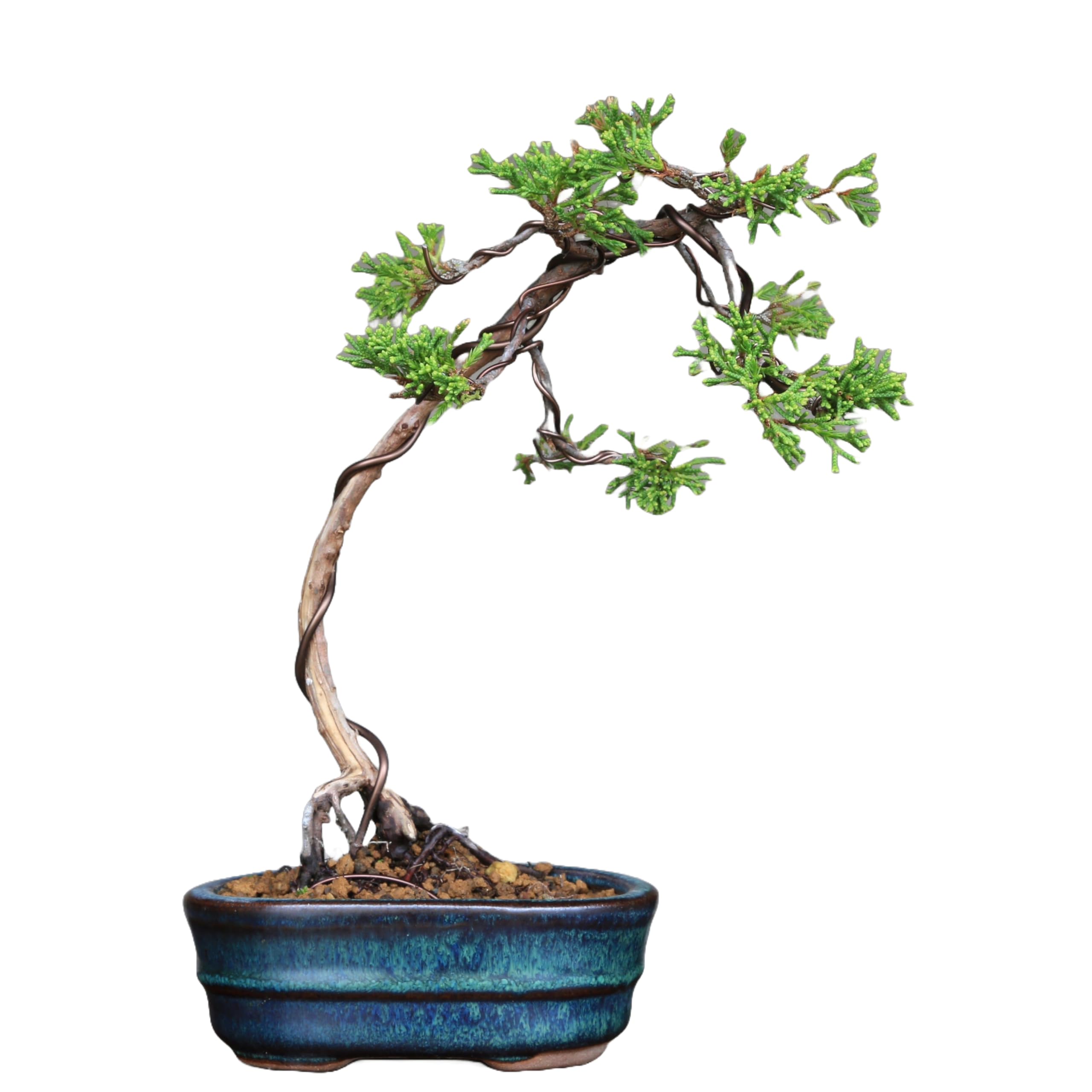Amazon.co.jp: 糸魚川真柏 文人調 小品盆栽【泰寿園 Online】 : DIY
