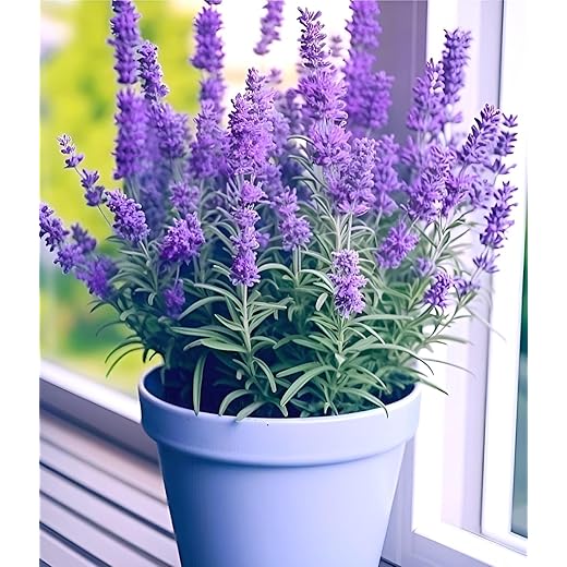 Live Purple Lavender Plant in Black Pot