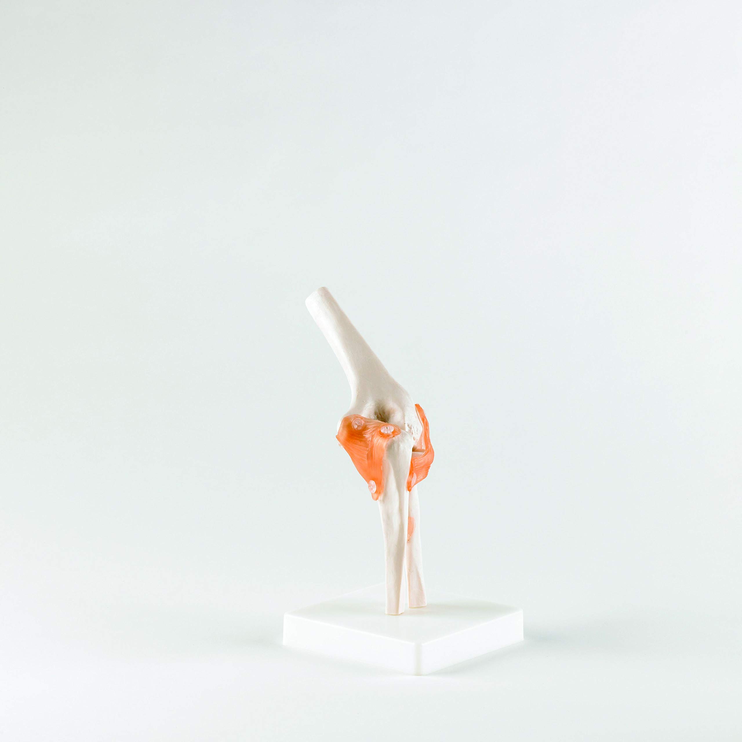 Patterson Elbow Joint, Perfect for Enhancing Understanding in Educational and Clinical Settings, Constructed From PVC Plastic, Wipes Clean Easily