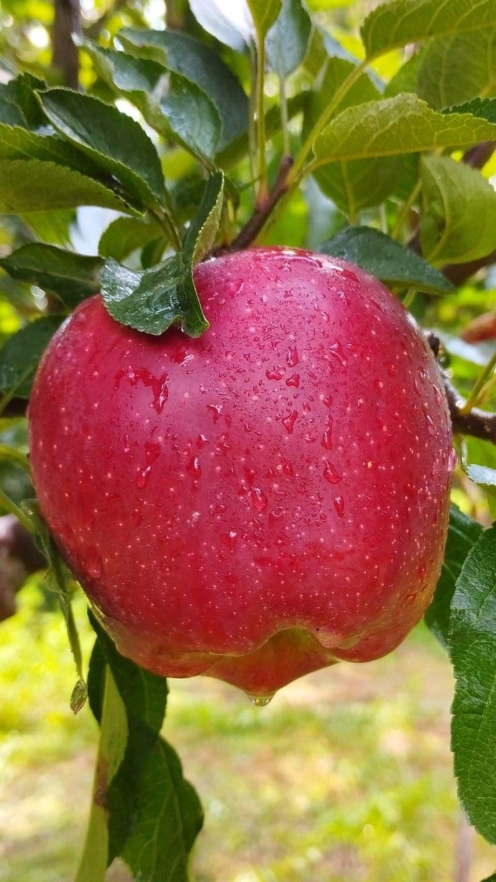 All Season Apple Plant Also Suitable for Indian Hot Climates | Fruit After 1 Year | Hight 2-2.5 Feet | Pack of 1-image-8