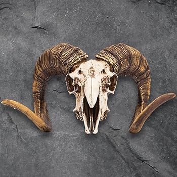 Amazon.com: K 獨家Bighorn 羊羊頭骨複製品- 真人尺寸,真實解剖
