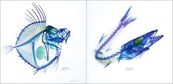 新世界]透明標本~New World Transparent Specimen~ | 冨田 伊織 |本