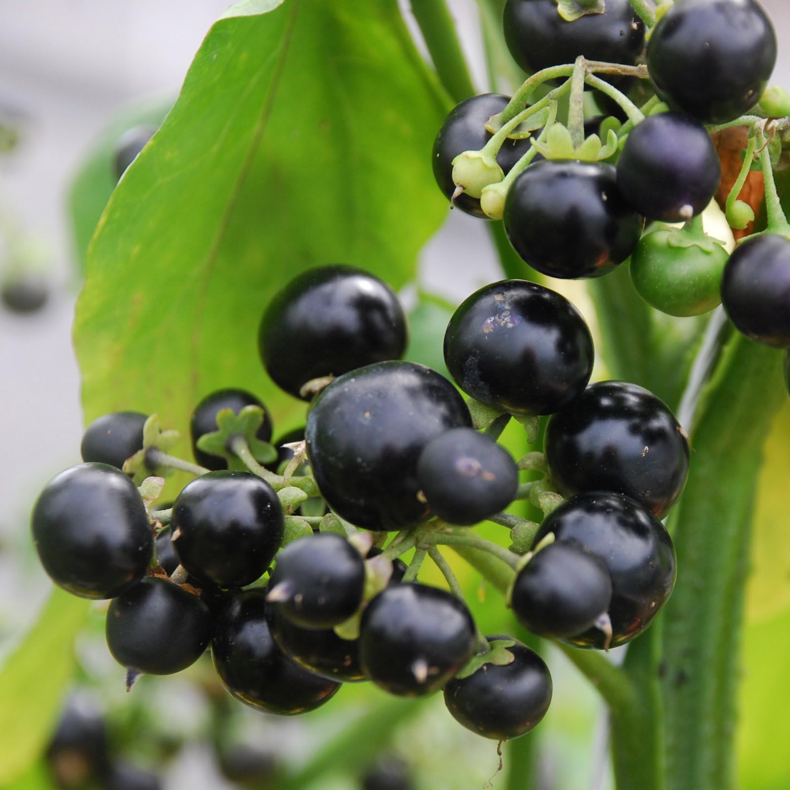 Plant World Seeds - Huckleberry Seeds (Edible Berry Seeds)