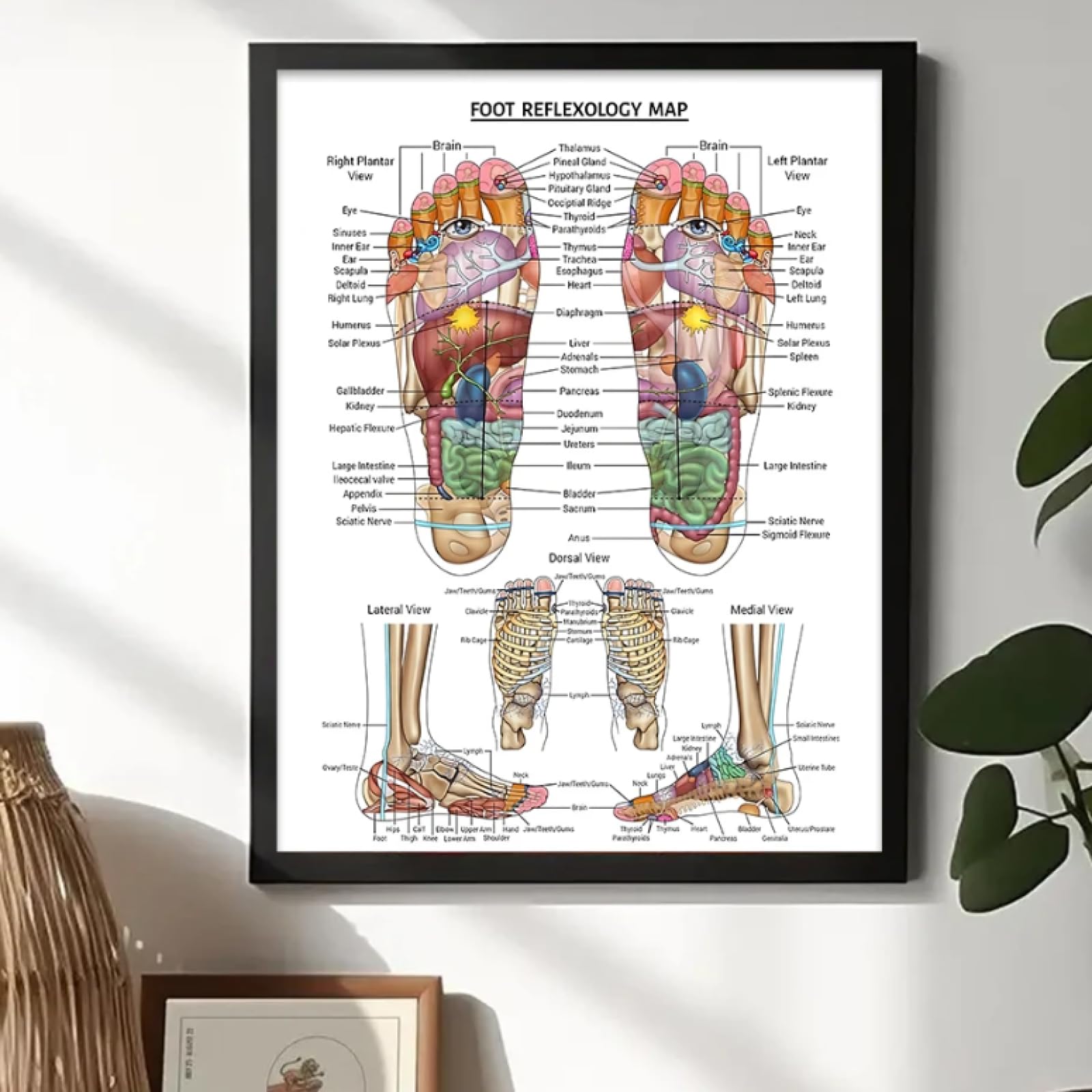 リフレクソロジー ポスター 足 手 耳 リフレクソロジー ポスター