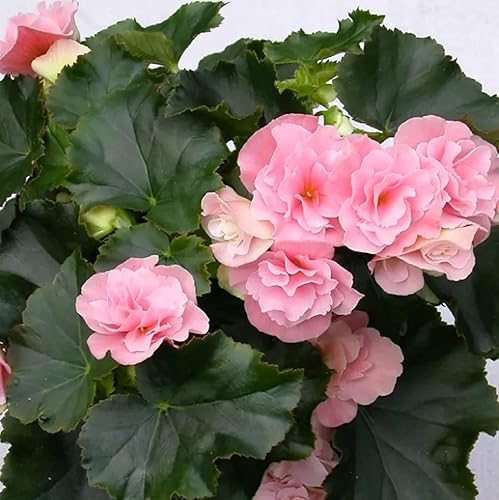 Miniatura 3 de CHUXAY GARDEN Semilla de flor de Begonia Pink Rieger, Begonia Hiemalis, 25 semillas, hermosas plantas de invierno con flores, muestra una nueva