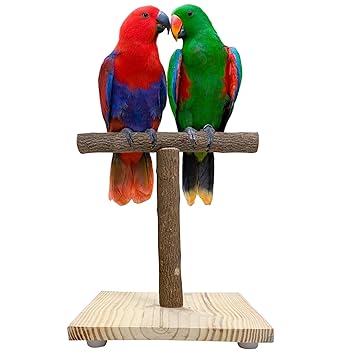 Congo Premium Non-Toxic Wood T Training Stand 1Ft. for Bird (Piece of 1)
