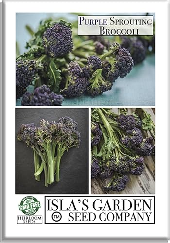 Semillas de brócoli que brotan moradas, más de 500 semillas tradicionales por paquete, semillas de jardín de Isla (semillas de jardín de Isla),