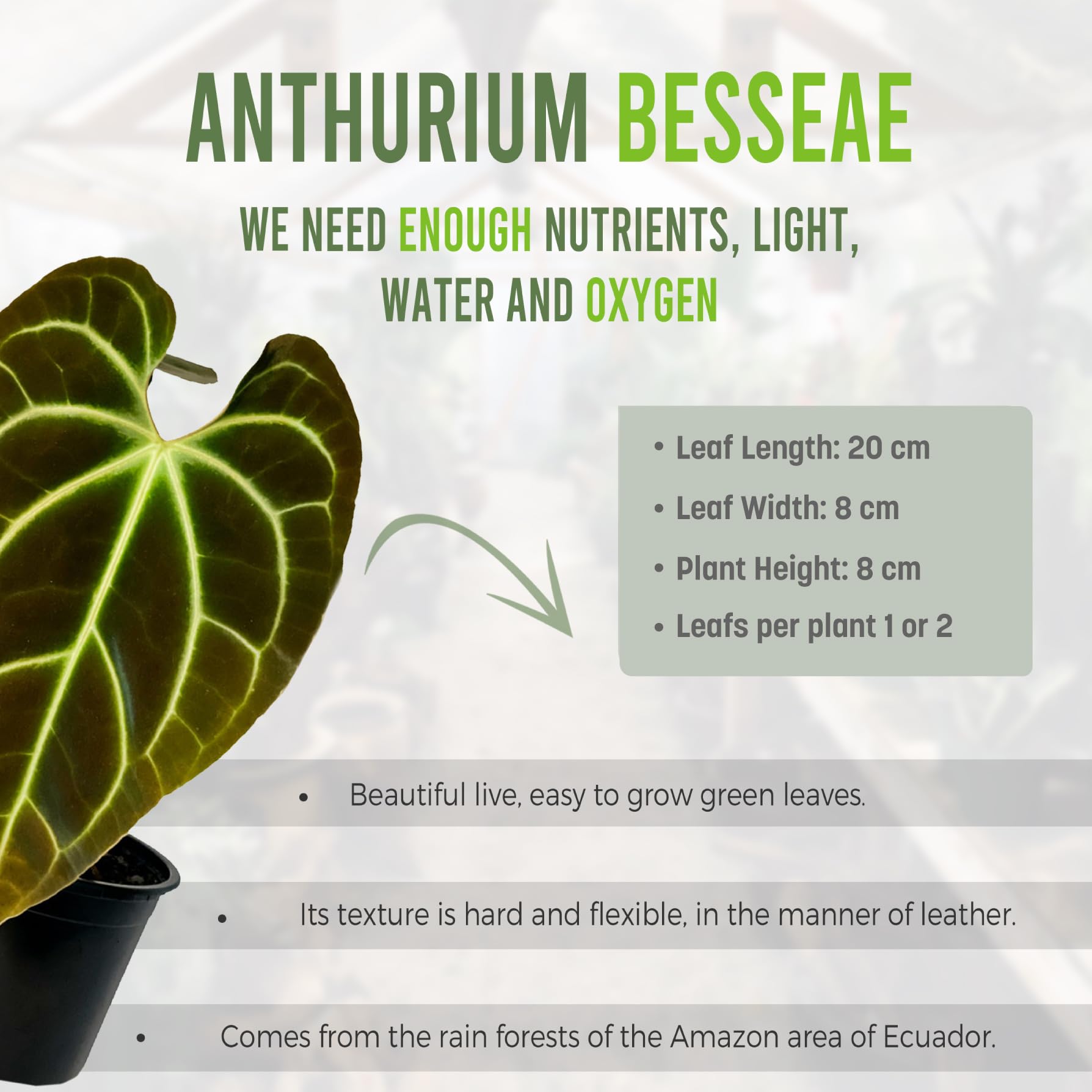 bonsai fürs büro Chinesische Feige Ficus Microcarpa Ginseng Zimmerpflanze Ø23cm