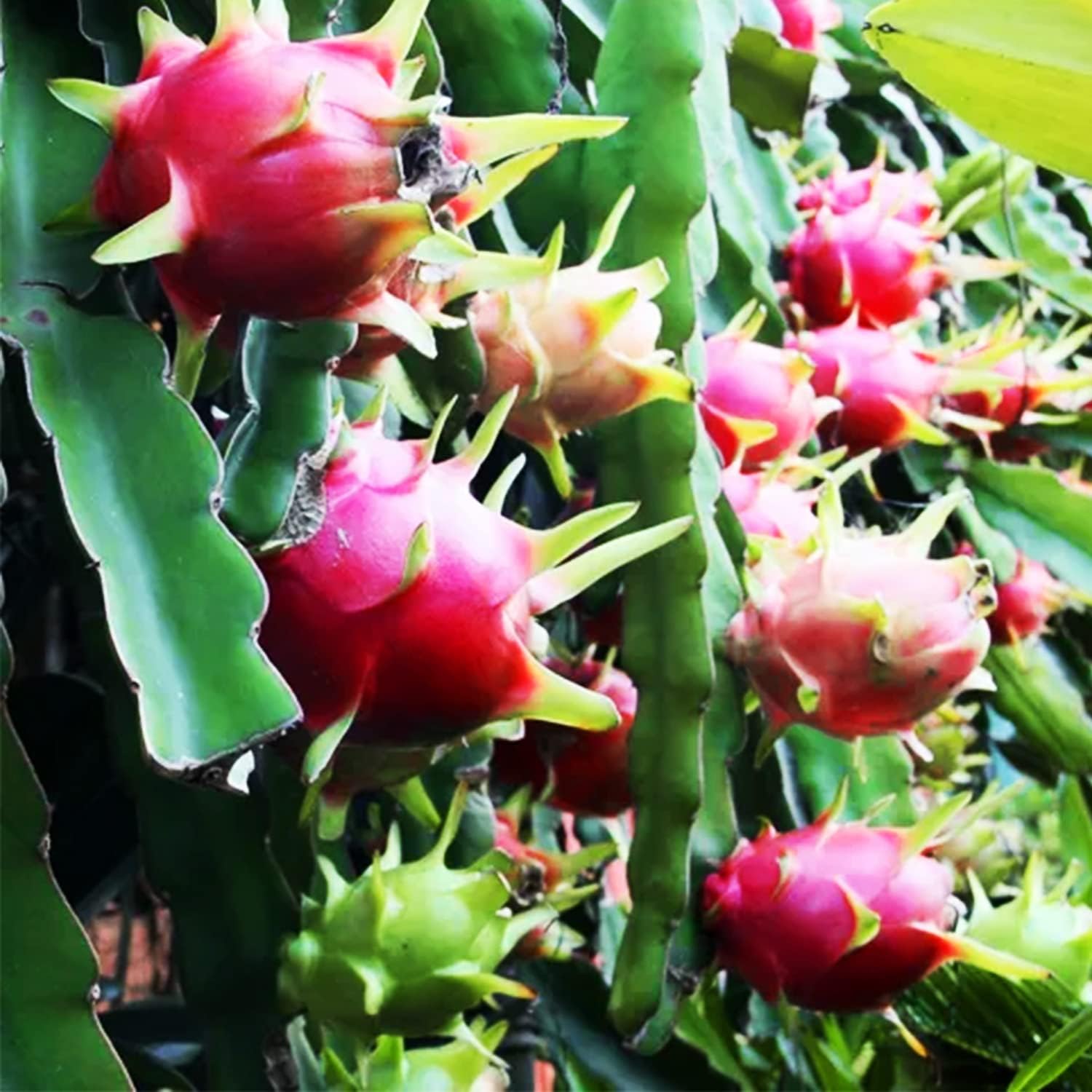 100 Pcs White Dragon Fruit Seeds, Pitaya Seeds Red White