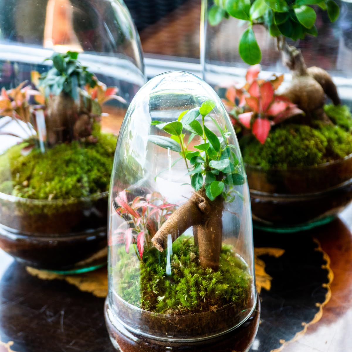 Terrario Plantas Cristal - Cúpula con Ficus Ginseng y Fittonia | Jardin Eterno en Cristal o Ecosistema Cerrado | Ideal para Decoración Hogar | Pequeño | Medidas: 26 x 12 cm