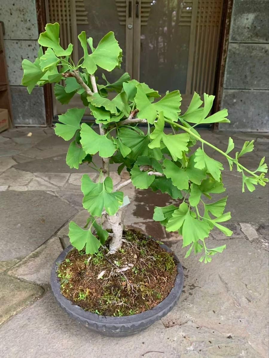 小品盆栽 ミニ盆栽 豆盆栽 鉢 蟹 真柏 黒松 五葉松 楓 紅葉 桜 梅