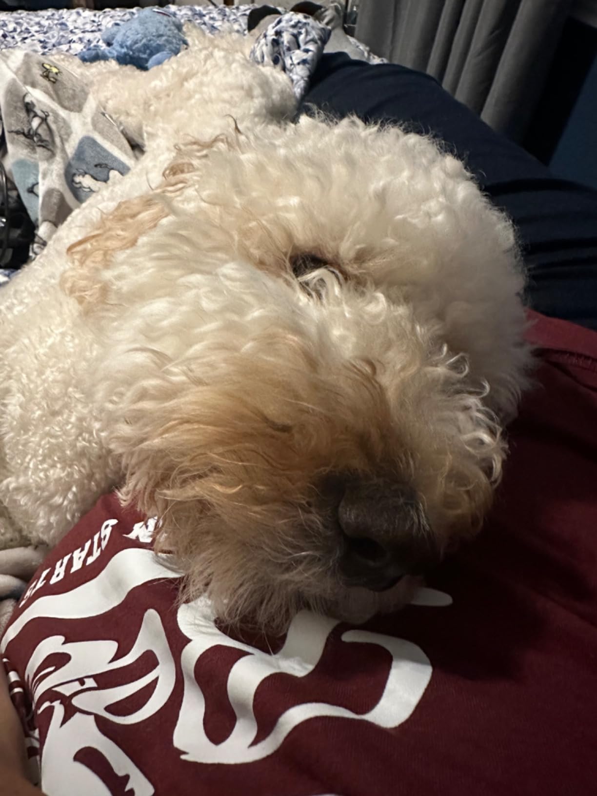 Doodle Detangler Spray