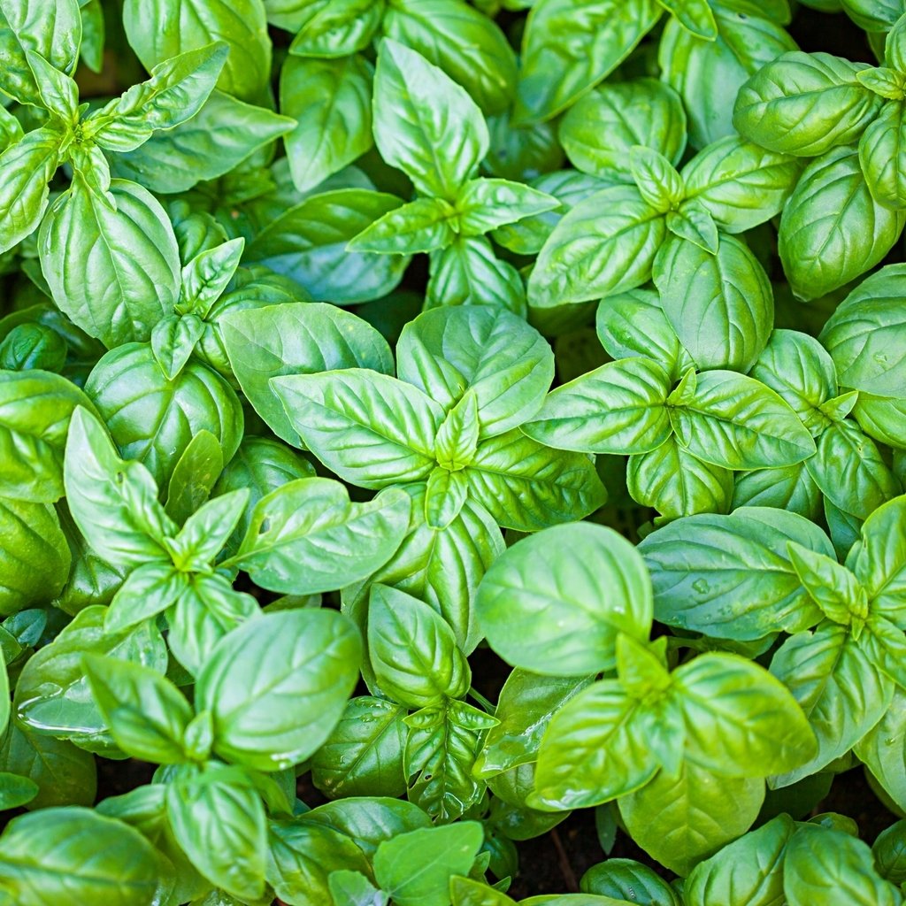- Herb Seeds, Basil - Basil Lime, H-BAS-05, 155 Seeds Minimum Per Packet.