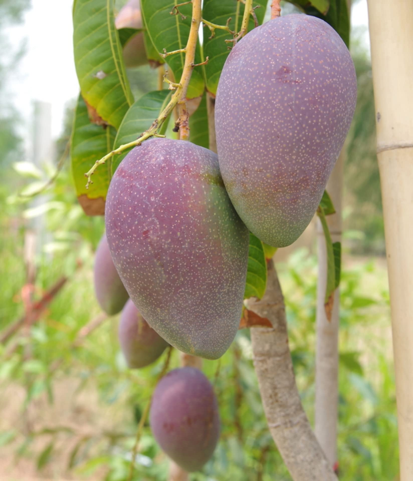 Catimon Tree Native Earth Nursery Thai CATIMON All Time Mango Hybrid 1 Healthy Live ...