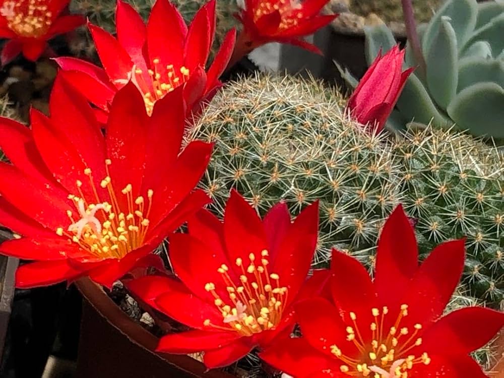 花サボテン　レブチア　宝山　抜き苗 レブチア属 宝山 | サキュレント始めました