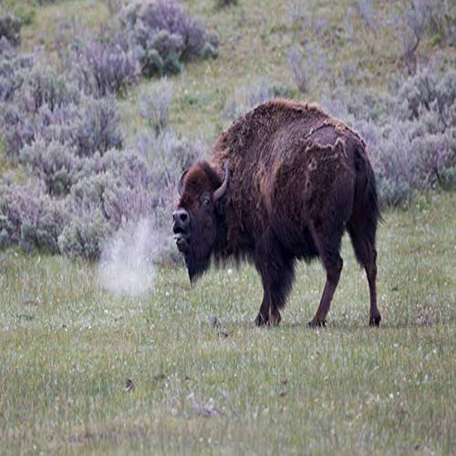 Posterazzi PDDUS51EGO0279LARGE Park Narodowy Yellowstone. Amerykańska krowa żubra działa w szalony sposób wydruk fotograficzny, 36 x 24, wielokolorowy
