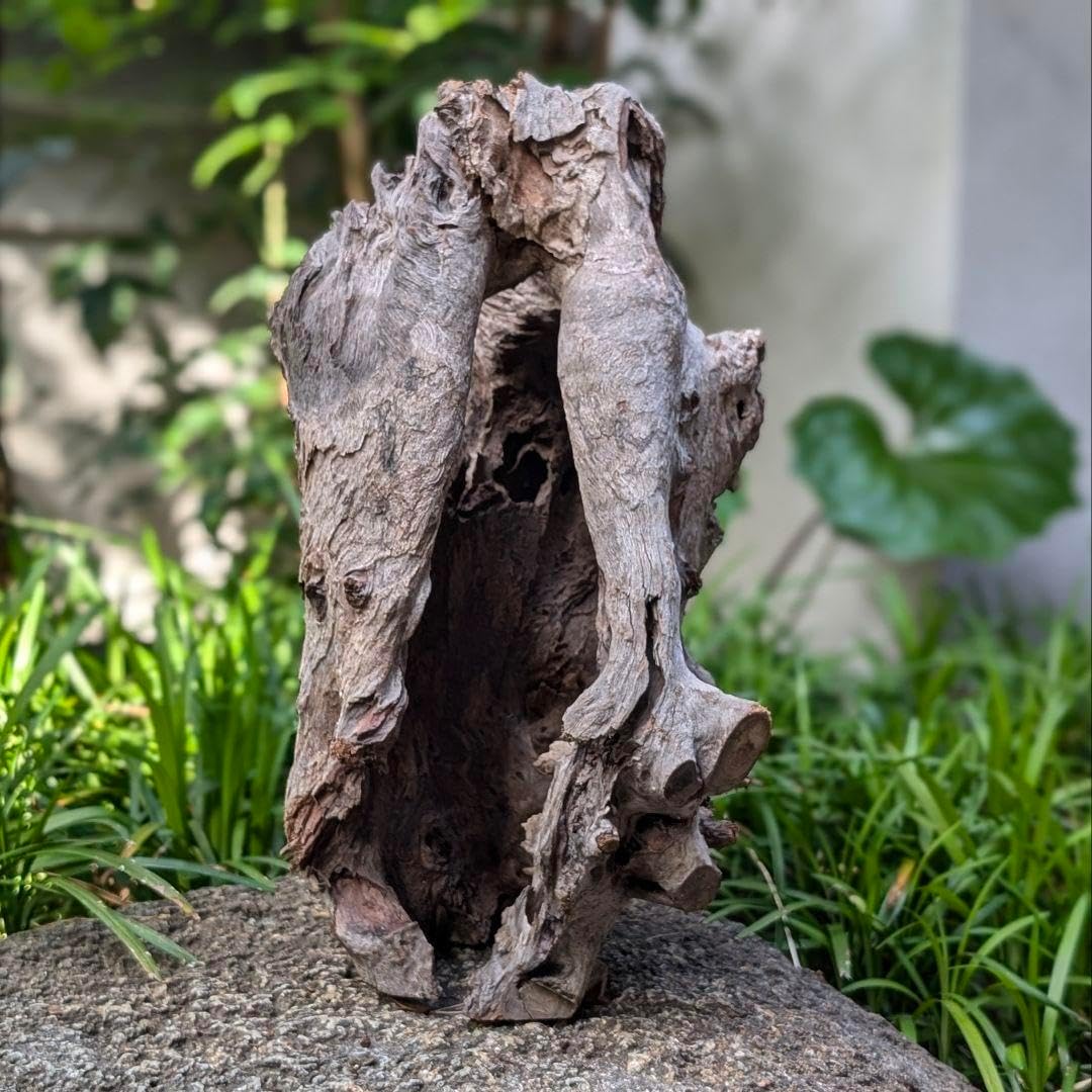 プレミアムスタンプウッド【PSW003】流木 アクアリウム ビバリウム