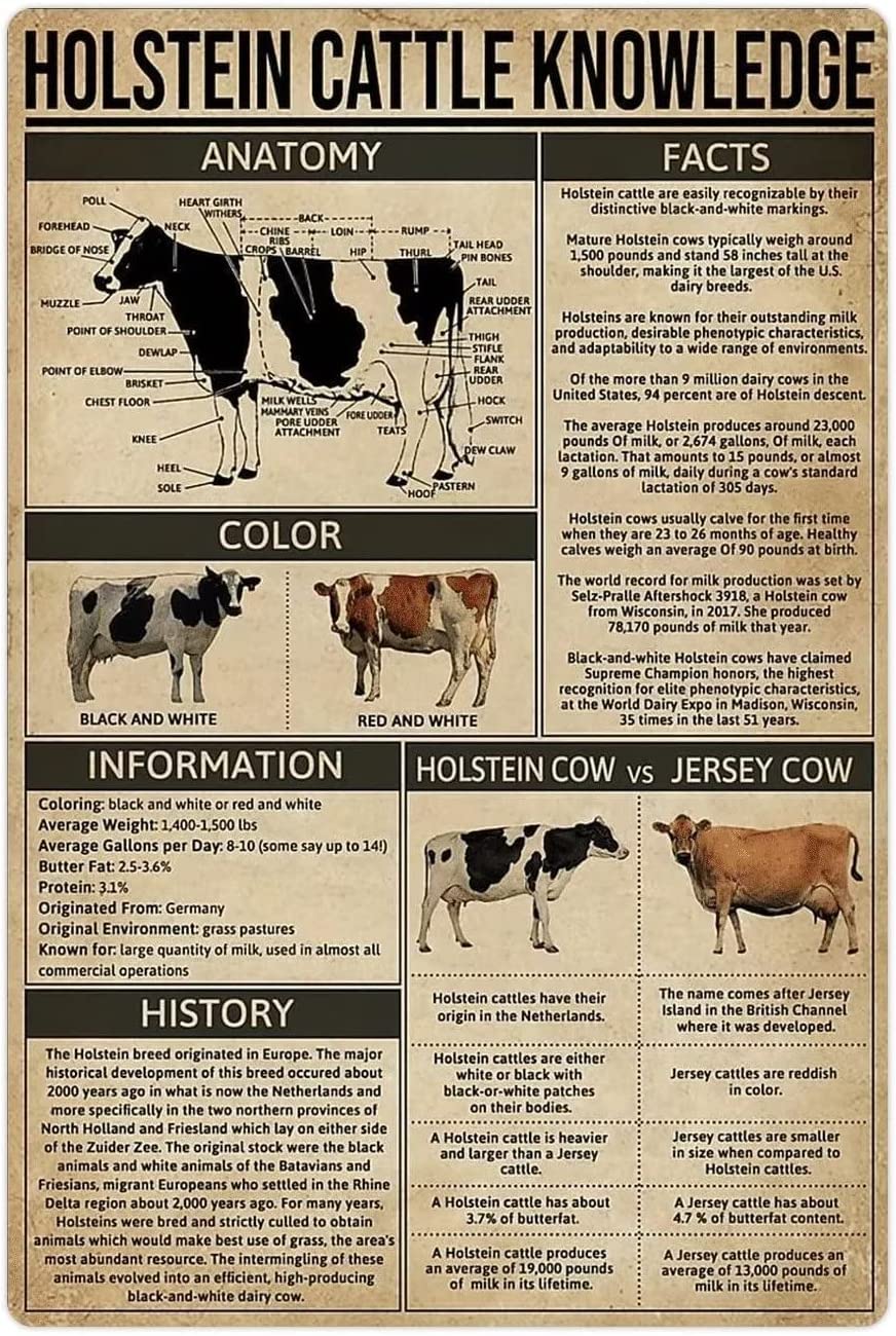 Oudrspo Holstein Cattle Knowledge Metal Signs Holstein Cattle Infographics Reading Posters Herders Reference Guide Plaques Vintage Tin Sign Wall Decor for Home Farmhouse Farm 12x16 Inches