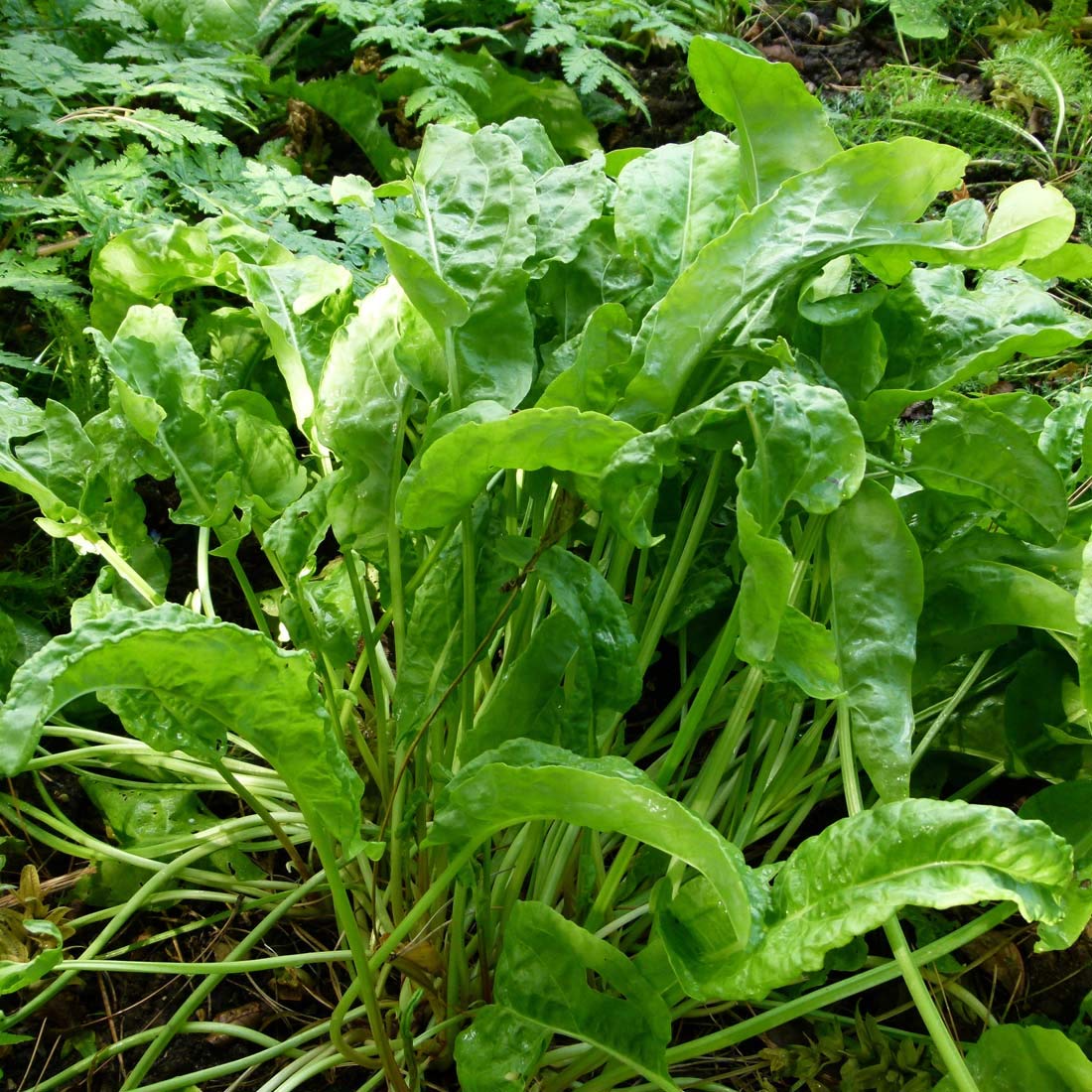 6 x Rumex Acetosa- Oseille commune en conteneur 9cm x 9cm