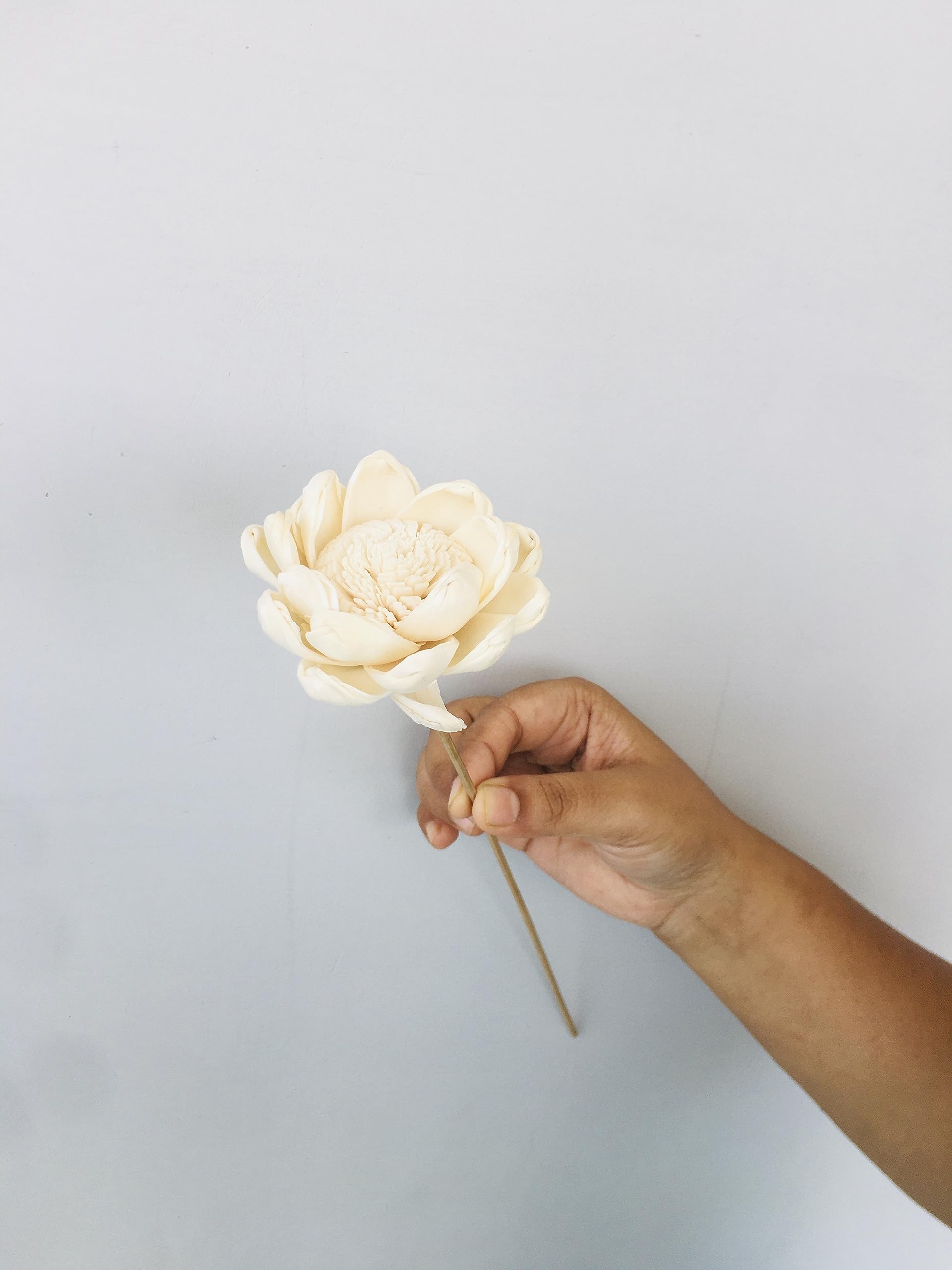 Vanchai Natural Dried Beli Sola Flower, Dried Beli Sola Flower, Beli Flower, Vase Filler for Home, Office, Bedroom, Table Corner Decoration, DIY Craft, Gift, Modern Decorations � Set of 5 (B0CTCNKNPN) Amazon Price History, Amazon Price Tracker