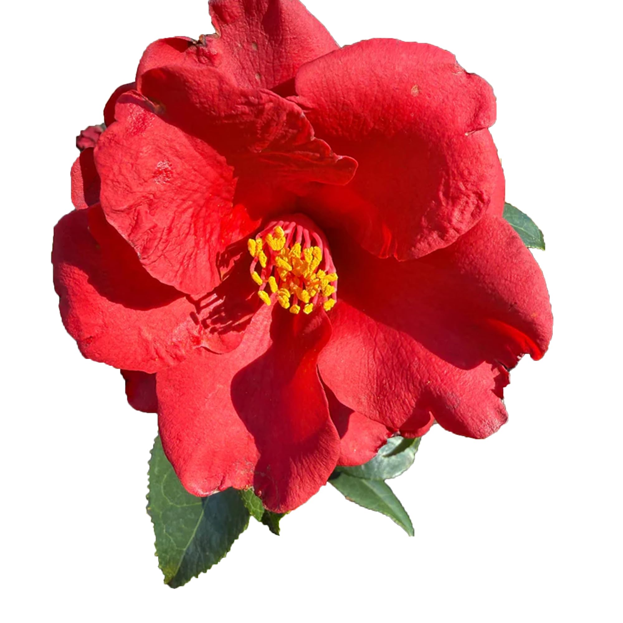 Royal Velvet Red Camellia