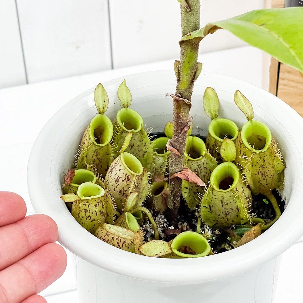 Amazon.co.jp: PLANCHU 食虫植物 ネペンテス アンプラリア 5号ロング鉢