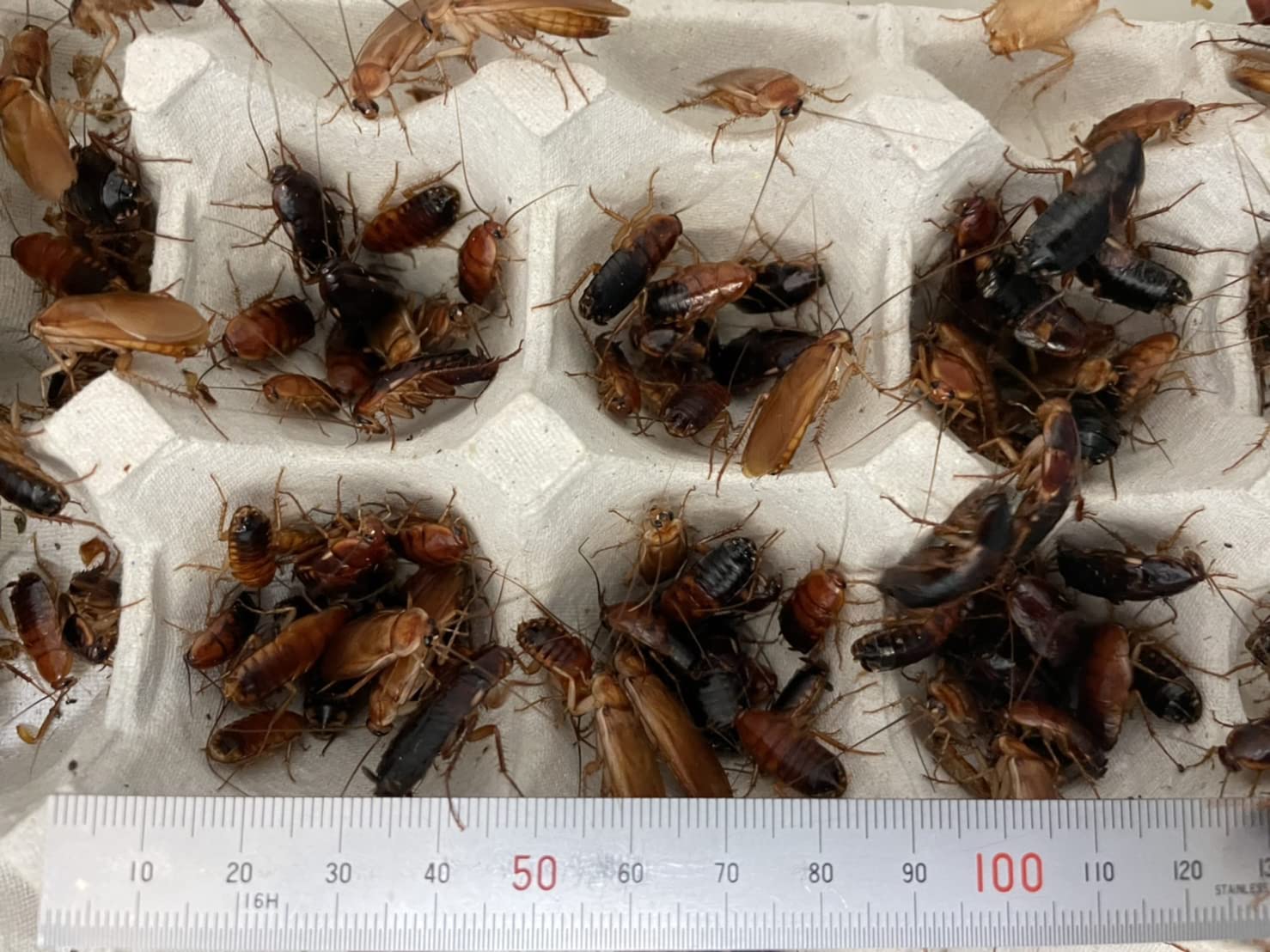 Amazon | 活レッドローチLサイズ(約20mm〜25mm)約30匹 | アクアランド