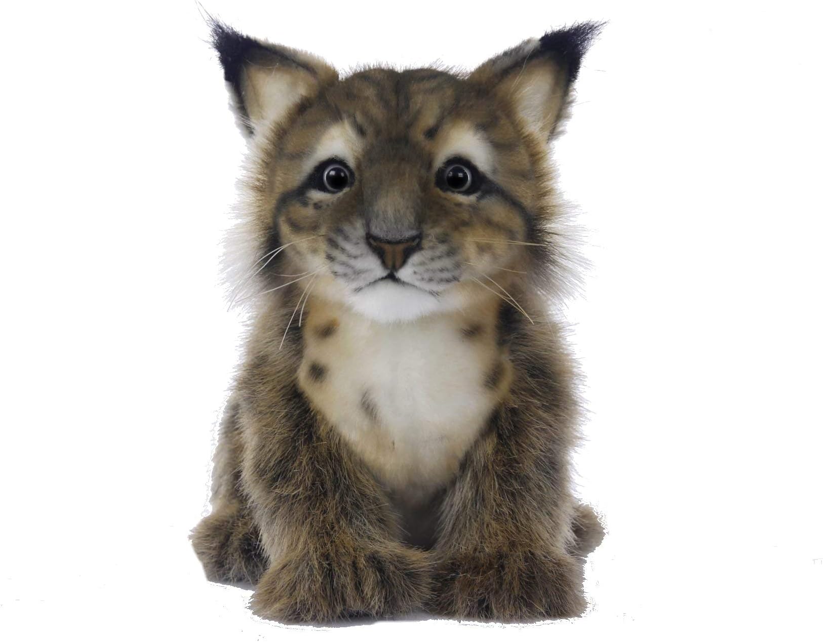 198572 Lynx Cub