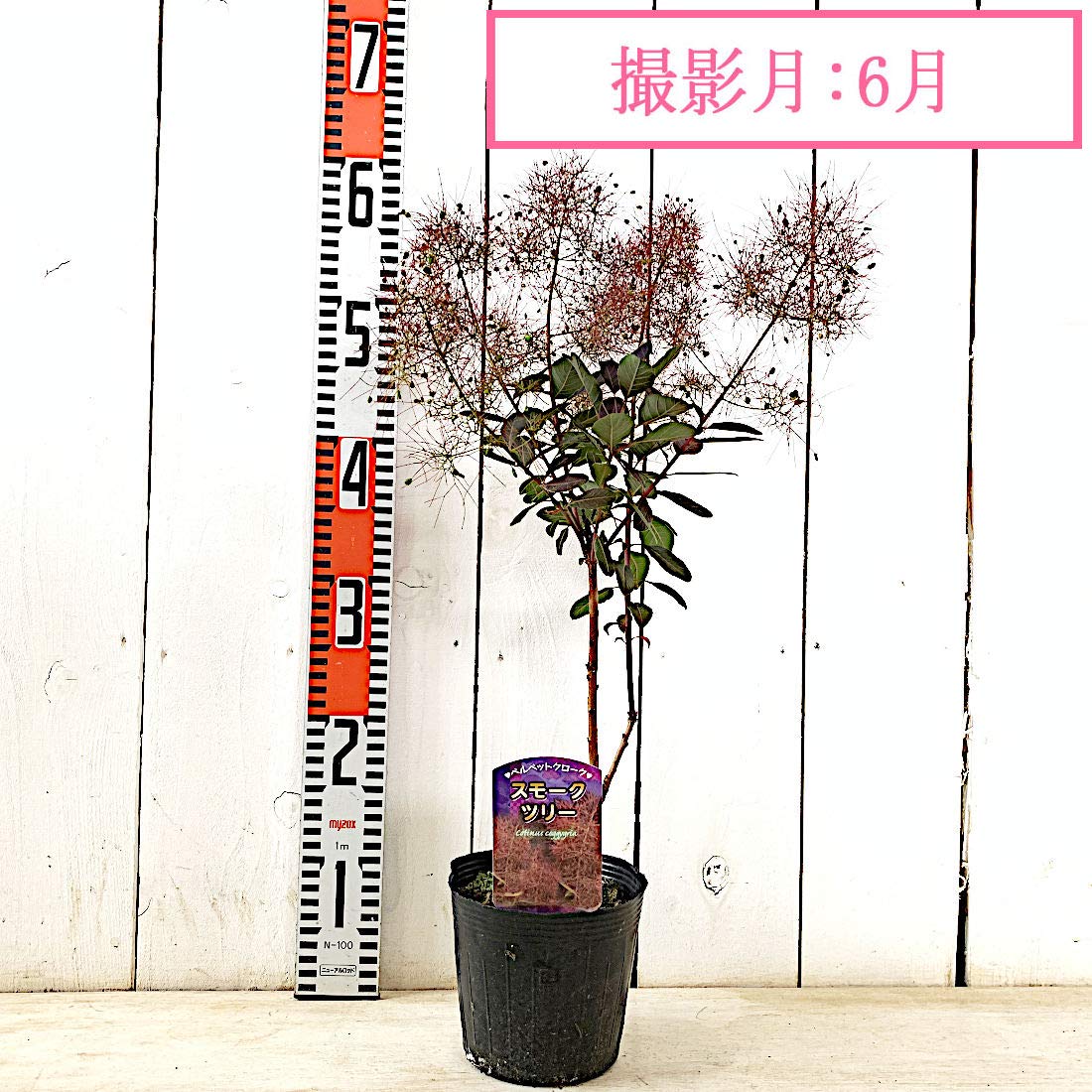 おまとめ全3点 ベルベットクローク スモークツリー 苗 苗木 雌株 おまとめ全3点 ベルベットクローク スモークツリー 苗 苗木 雌株